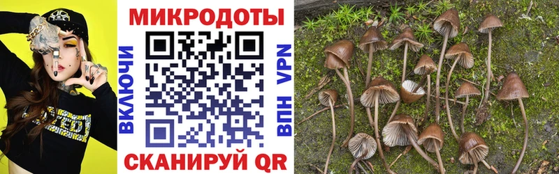 где продают   Заволжск  Псилоцибиновые грибы Cubensis 